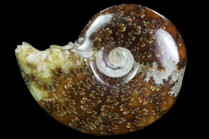 Polished, Agatized Ammonite (Cleoniceras) - Madagascar #97329